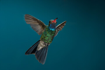 Fototapeta premium Broad-billed Hummingbird in flight