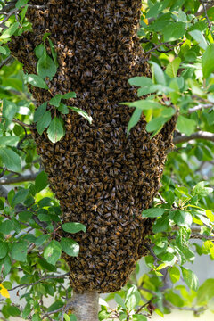 A large swarm of dangerous bees flew away and covered a tree in the garden