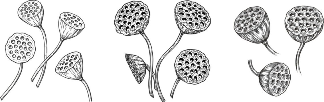 A vintage herbarium sketch of three lotus pods floats in pure white space, each with its unique circular faces and hollow seed chambers, rendered in a monochrome black and white palette
