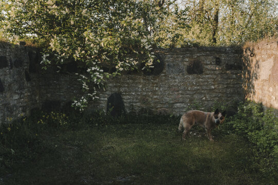 Laane County, Estonia - 19 May 2024: View of a dog standing in a grassy courtyard in front of a historic stone wall and a blooming tree on Vormsi island.