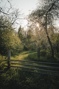 Laane County, Estonia - 19 May 2024: View of a rustic wooden fence bordering a dirt path winding through a blooming orchard on Vormsi island, with sunlight filtering through the trees.