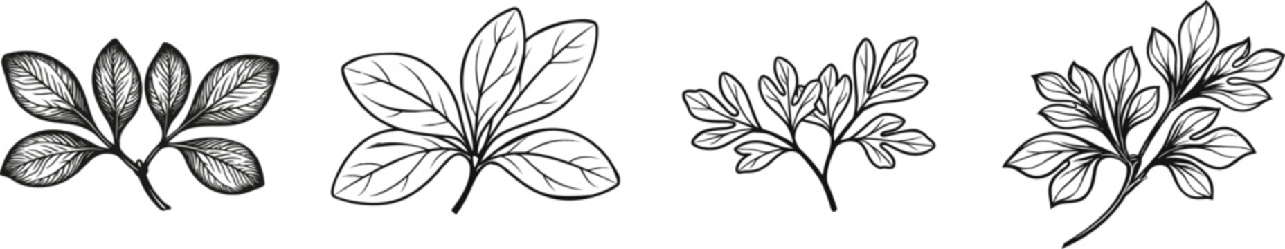 A minimalist black-and-white illustration of two sassafras twigs with mitten-shaped leaves grouped in the center, merging at a solid black branch junction against a white background