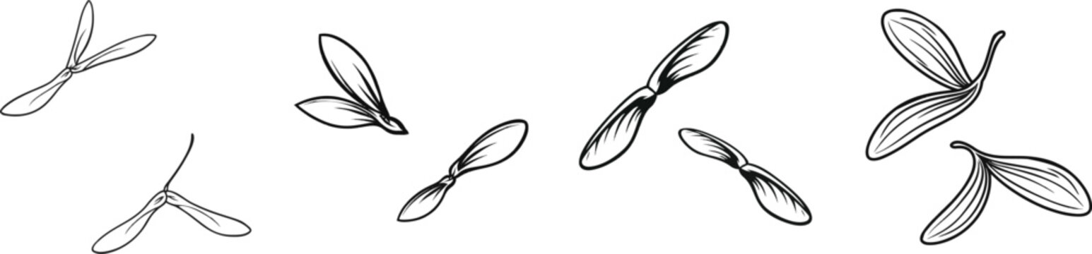The Sycamore seed iconography features two flat, black winged seeds suspended in a monochrome scheme against a white background