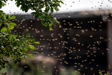 numerous swarm of dangerous insects bees flying flying to the trunk of a tree in the garden © nataba