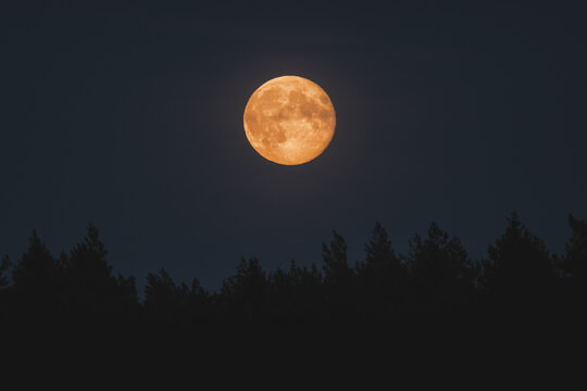 View of a bright full moon rising above the dark silhouette of a pine forest in Vormsi, Laane County, Estonia.