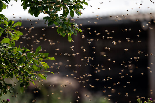 numerous swarm of dangerous insects bees flying flying to the trunk of a tree in the garden