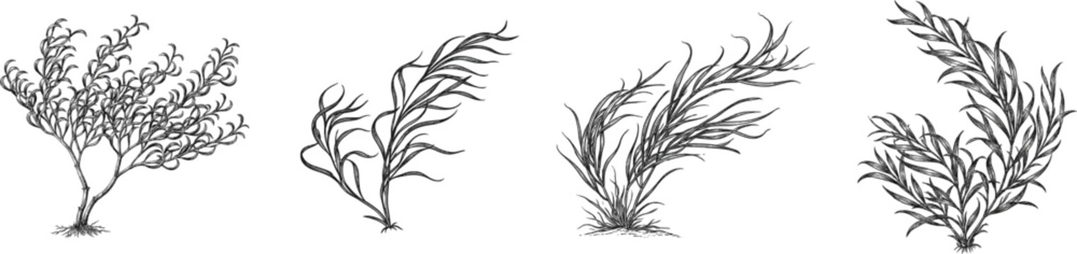 A vintage herbarium sketch depicts two tufts of broom moss with wind-blown, curved leaves sweeping to the right against a white background