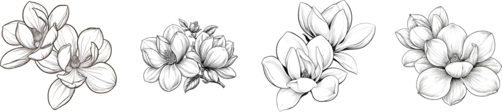 A vintage herbarium sketch of two large-petaled magnolia blooms in precise line art on a white background
