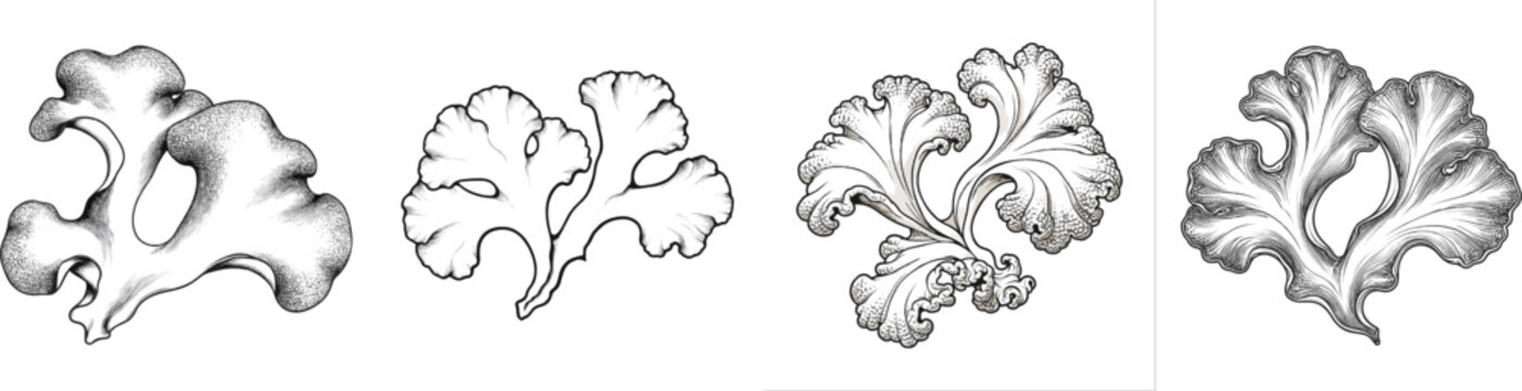 A vintage herbarium sketch of tree lungwort lichen features two lobed fronds with intricate pitted ridges on a white background in black and white
