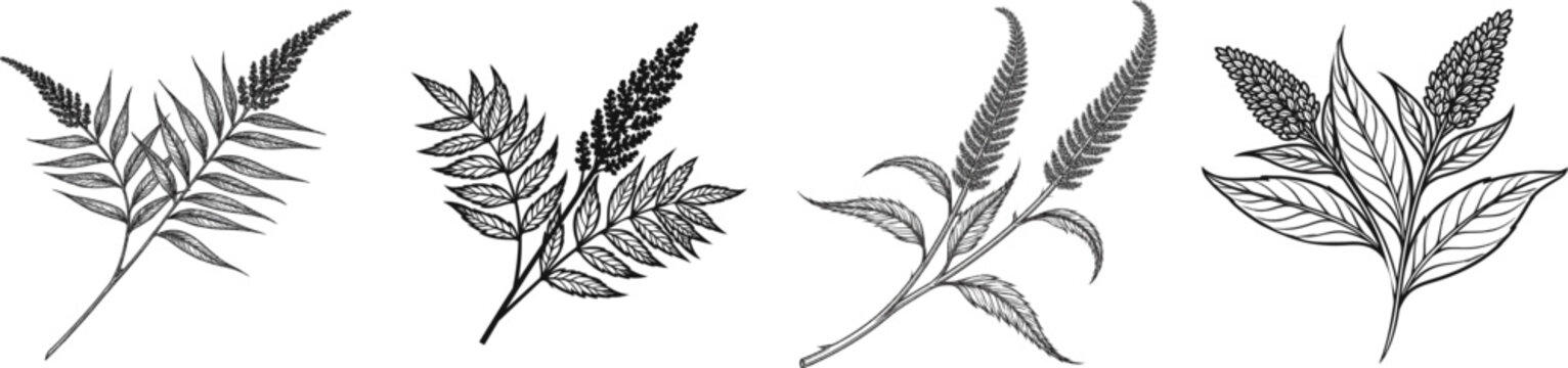 A line art silhouette of two Staghorn sumac branches tightly grouped together in the center, with dense conical fruit clusters at the stem ends merging into a bold black graphic on a white background