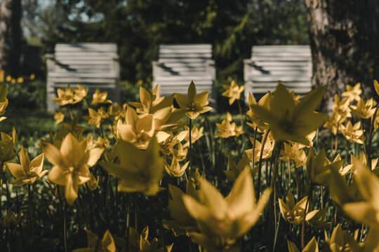 View of yellow tulips blooming in a garden with wooden chairs in the background in Laane County, Estonia.