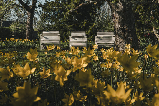 View of three white wooden chairs in a garden surrounded by blooming yellow tulips and trees in Laane County, Estonia.