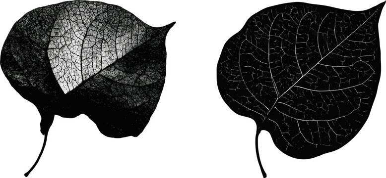A single bougainvillea bract stands centered against a white background in this monochrome line art silhouette, highlighting its intricate veining and asymmetrical shape