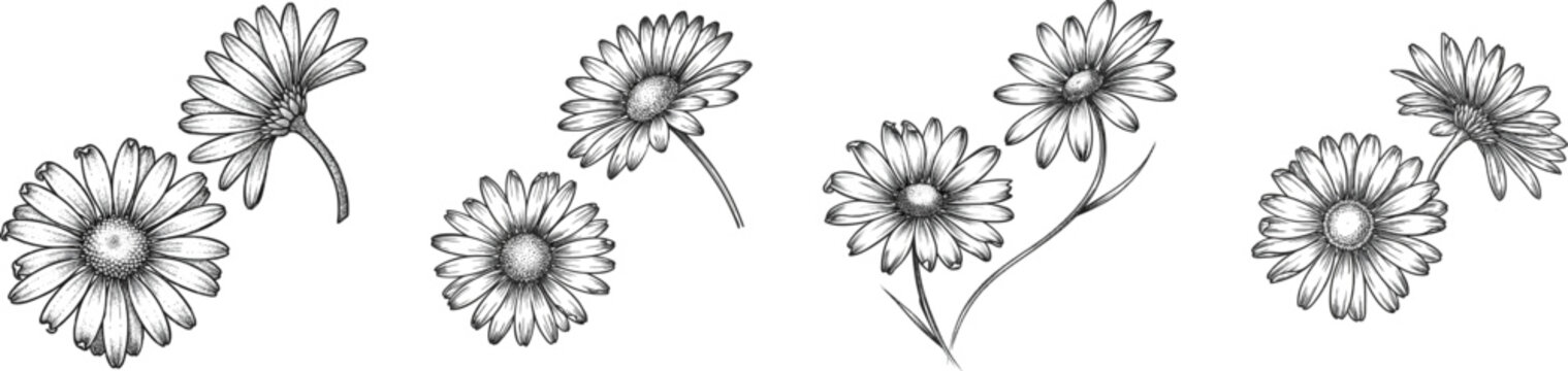 A vintage herbarium sketch features two daisy heads in a monochrome black-and-white palette against a white background, with one daisy horizontally positioned and the other viewed from a severe side