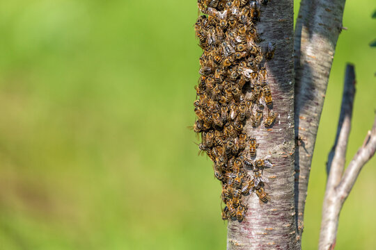 a swarm of bees surrounded a tree in a country garden