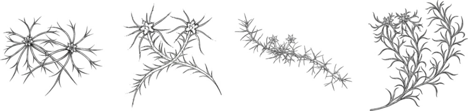 Two strands of sphagnum moss intertwine in a delicate black-and-white etching, showcasing intricate, razor-sharp lines against a stark white background