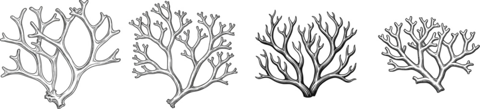 A vintage herbarium sketch features two branching antler-like reindeer moss fronds on a white background with no shading or texture