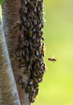 ants on a tree