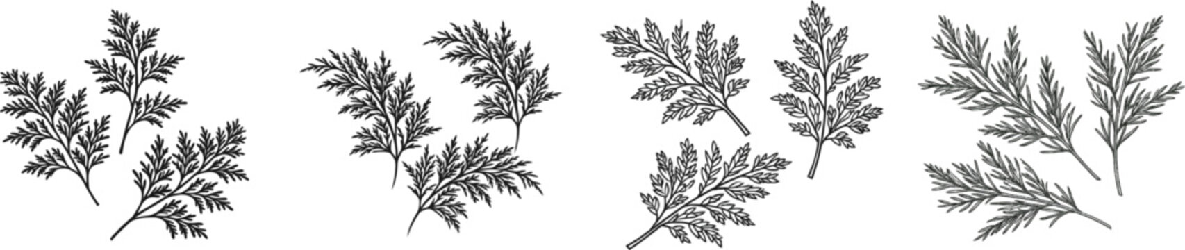 A minimalist black-and-white illustration of three cypress twig sprays with fan-shaped leaves, set against a white background