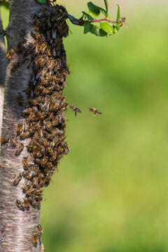  swarm of bees flew away and covered a tree in the garden