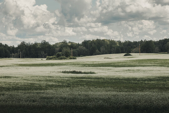 View of a vast field of blooming buckwheat under a dramatic cloudy sky with a dense forest line in the background in Rezekne, Latvia.