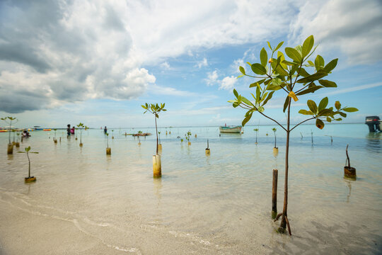 View of young mangrove saplings in the shallow coastal waters with a boat and people wading in the sea under a cloudy blue sky in Boca Chica, Santo Domingo Provinc, Dominican Republic.