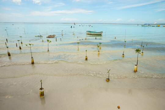 View of Boca Chica beach with mangrove saplings planted in pipes in shallow turquoise water under a clear sky in Boca Chica, Santo Domingo Provinc, Dominican Republic.