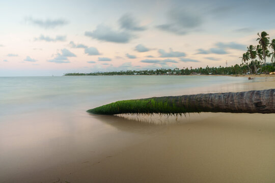 View of a moss-covered palm tree trunk resting on the sandy shore at dusk with calm waves and palm trees in the background in Las Terrenas, Samana Province, Dominican Republic.