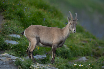 Fototapeta premium Close-up portrait of a majestic male Alpine ibex showing large curved horns and eye details, high mountain wildlife.
