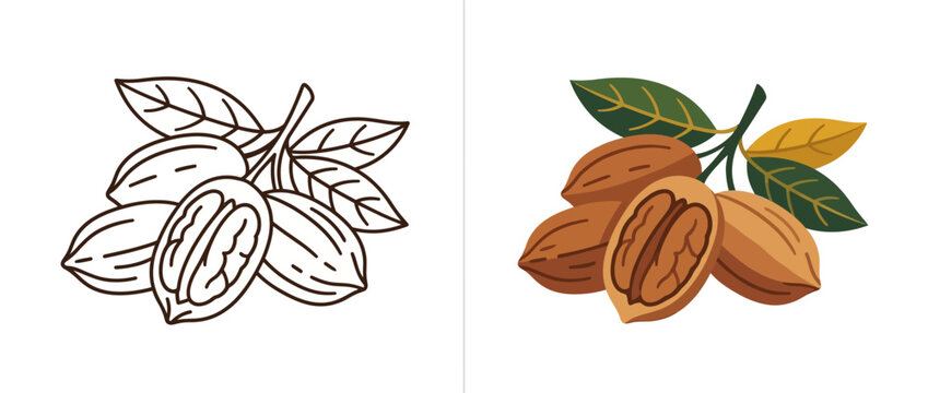 Pecan Nuts Illustration with Outline and Colored Versions