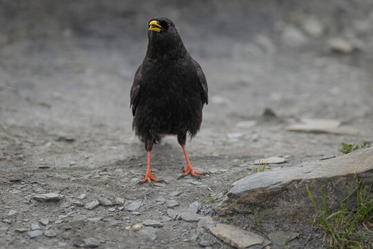Alpine chough with yellow bill standing on the ground, high altitude bird photography in the Alps.