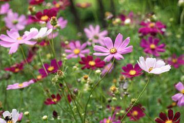 Obraz premium Cosmos flowers in the garden.