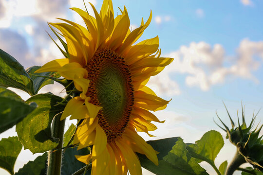 A close up of a young sunflower bud gradually opening under the warm evening sun. Lush green sepals embrace the first yellow petals, creating a striking composition of natural growth.