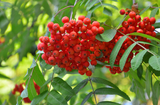 Bright red-orange berries of the Sorbus aucuparia also known as common mountain ash or rowanberries hanging in clusters from green serrated leaves. Nature, red berries ,late summer - autumn harvest .