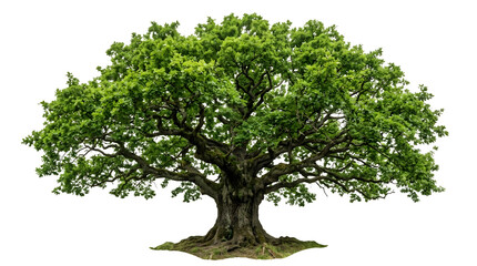 Obraz premium Majestic old oak tree with a wide spreading canopy and textured bark isolated on transparent background