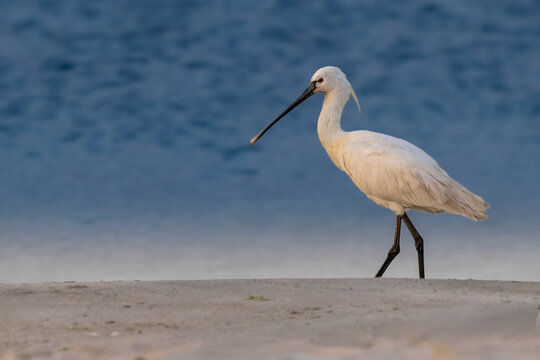 A European spoonbill is walking gracefully across a light grey, sandy shoreline. Location: Heligoland, Germany 