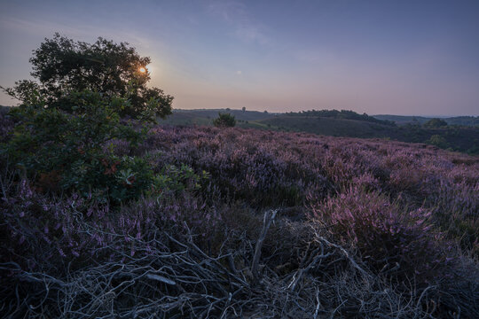 View of blooming purple heather covering rolling hills at sunset with a silhouetted tree in the foreground in the Netherlands.