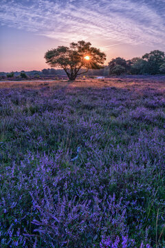 View of a blooming purple heather field with a solitary tree silhouetted against a vibrant sunset sunburst in the Netherlands.