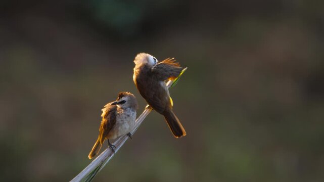 Two yellow-vented bulbuls perched on a thin branch, preening feathers in warm golden morning light with a soft blurred background, close-up shot