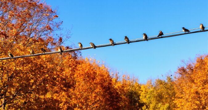 Birds on telephone wire against autumn trees and sunny blue sky
