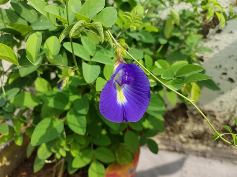 Purple butterfly pea flower blooming in garden, nature photography, floral wallpaper, gardening background 