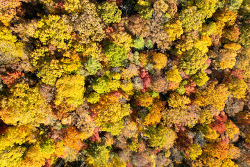 Fototapeta premium Lush forest in fall season. Colorful canopies in autumn woods on sunny day. Landscape of autumnal wild nature
