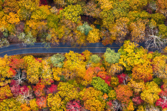 Winding mountain road in Tennessee Appalachians surrounded by vibrant fall foliage. Quiet autumn landscape without vehicles or people.