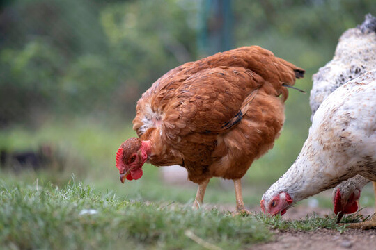 Young chicken grazing on green grass in backyard garden