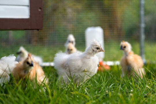 Young chicks in chicken coop with green grass on yard garden. Raising organic chicken on home backyard