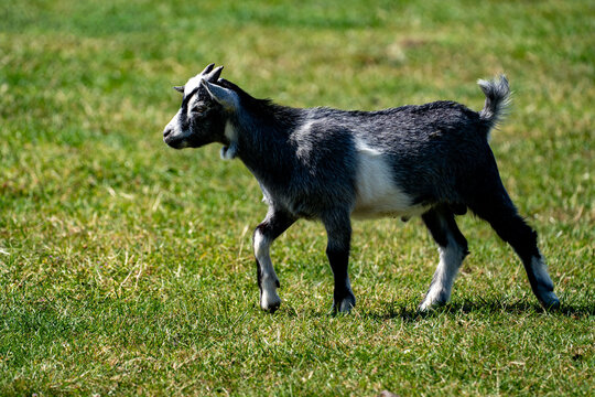 Grey pygmy goat kid walking in profile across sunlit grass