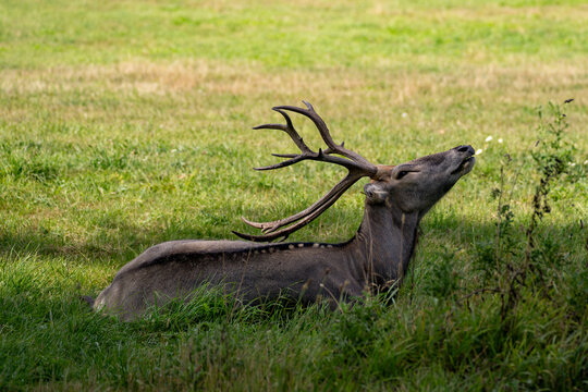 Red deer stag with antlers lying in grass and stretching its neck up