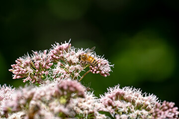 Honeybee collecting nectar from pink wildflowers in soft sunlight © Piotr