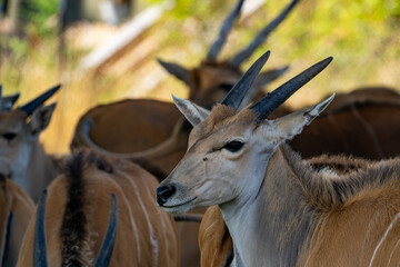 Close-up of a common eland with spiral horns among the herd © Piotr