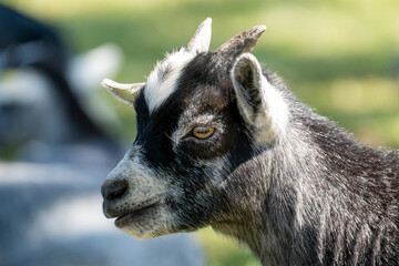 Close-up profile portrait of a young pygmy goat with small horns © Piotr